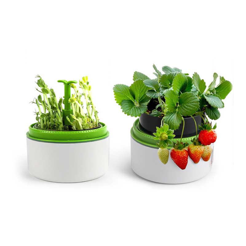 Mini Plant Incubator