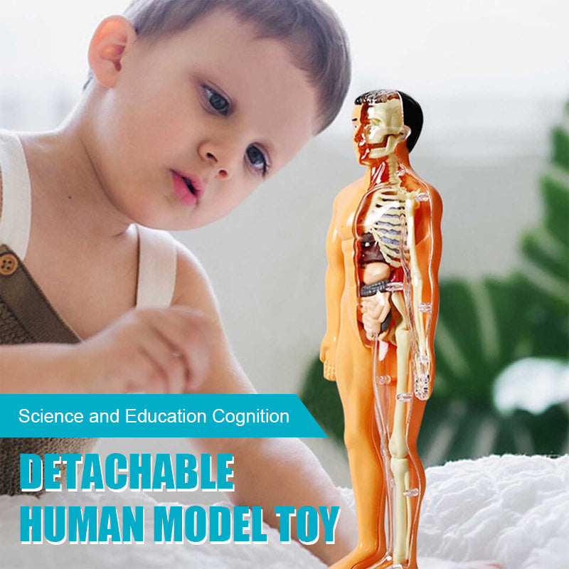 Detachable human model toy