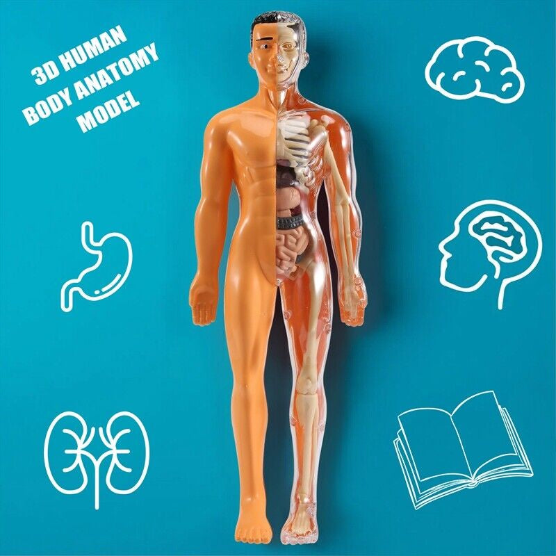 Detachable human model toy