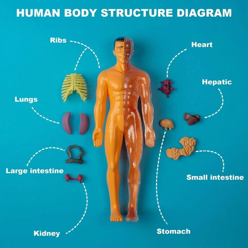 Detachable human model toy