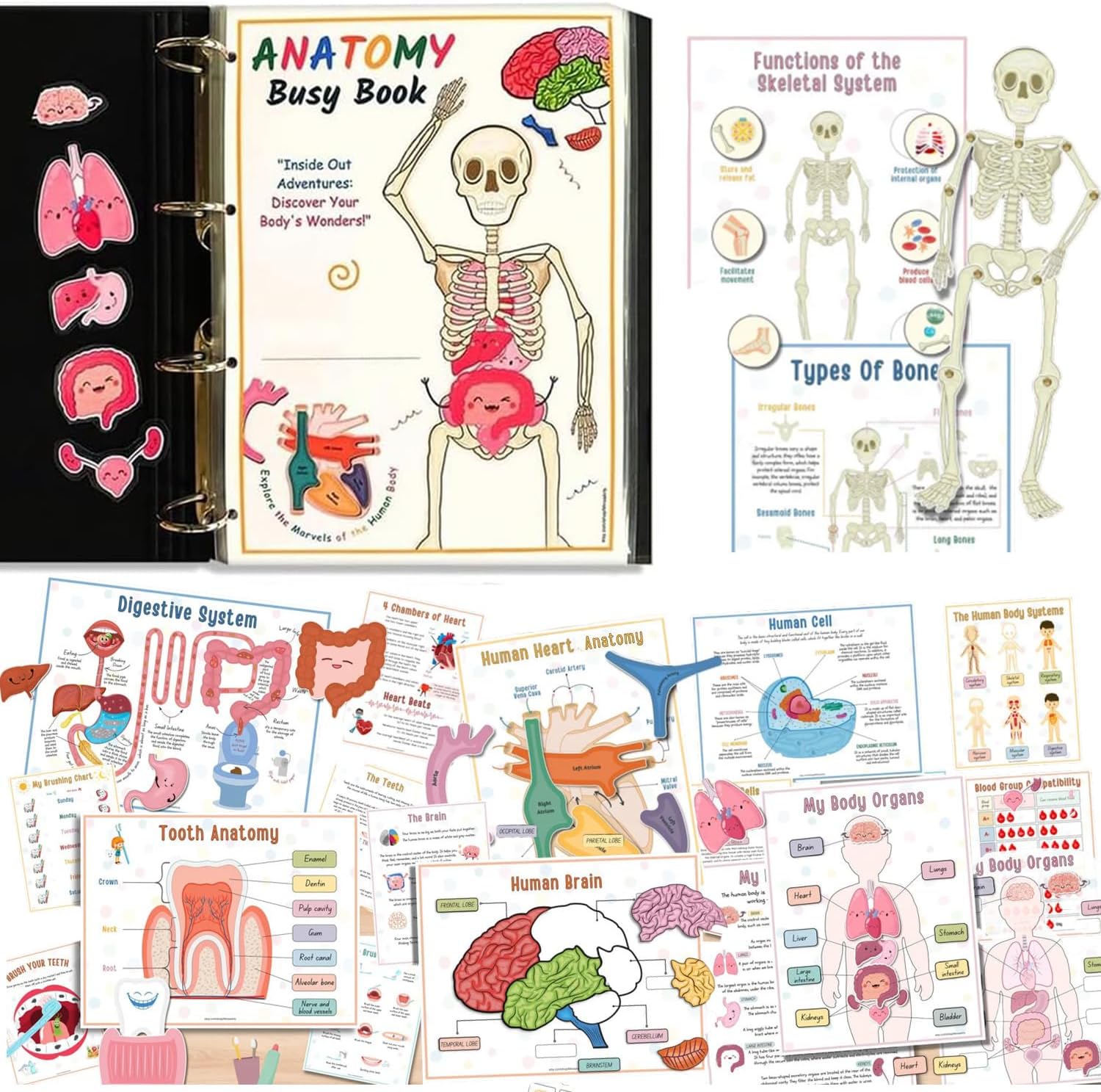 🔥HOT SALE 49%OFF🎁Body Organs Busy Book For Kids