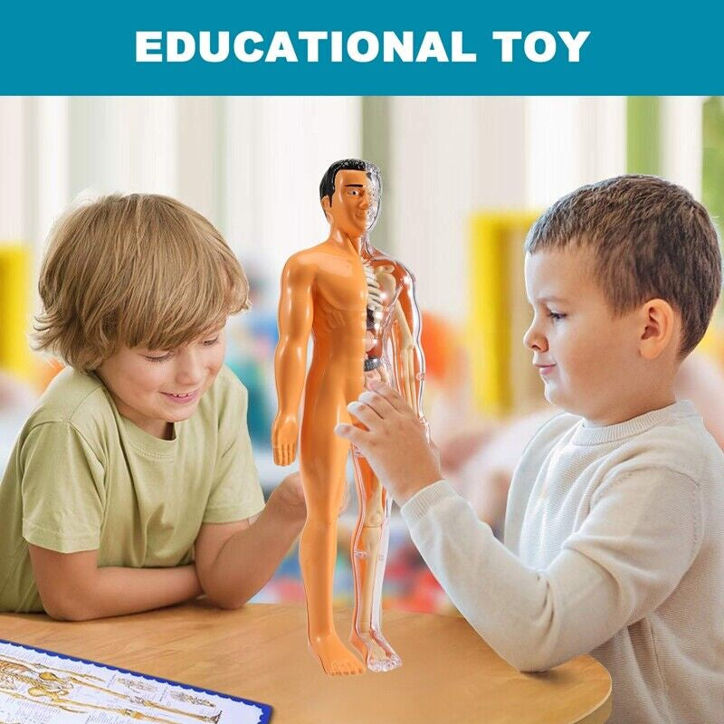 Detachable human model toy