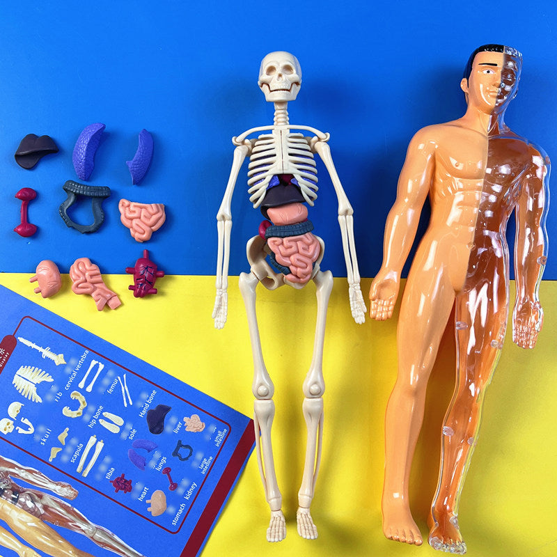 Detachable human model toy