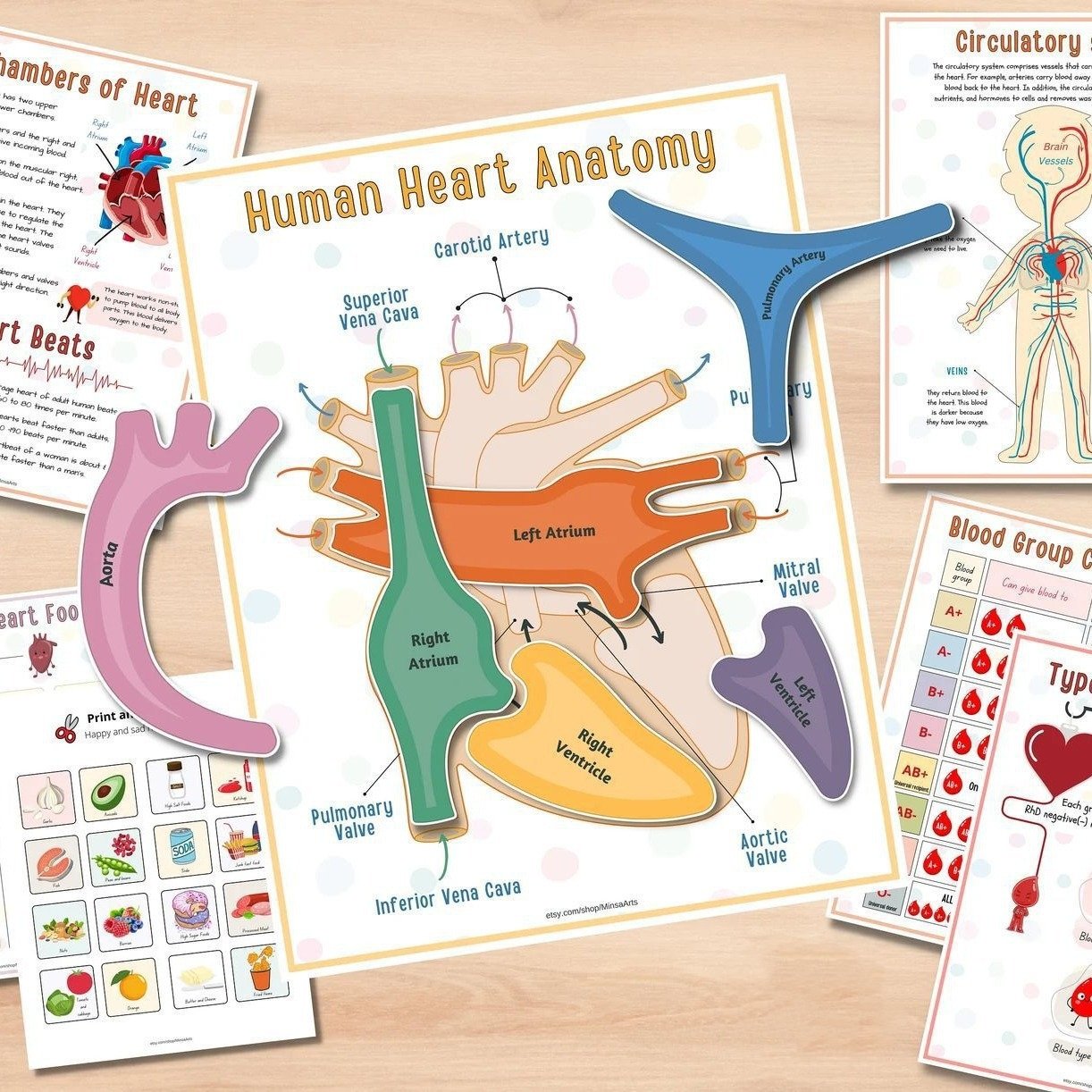 🔥HOT SALE 49%OFF🎁Body Organs Busy Book For Kids