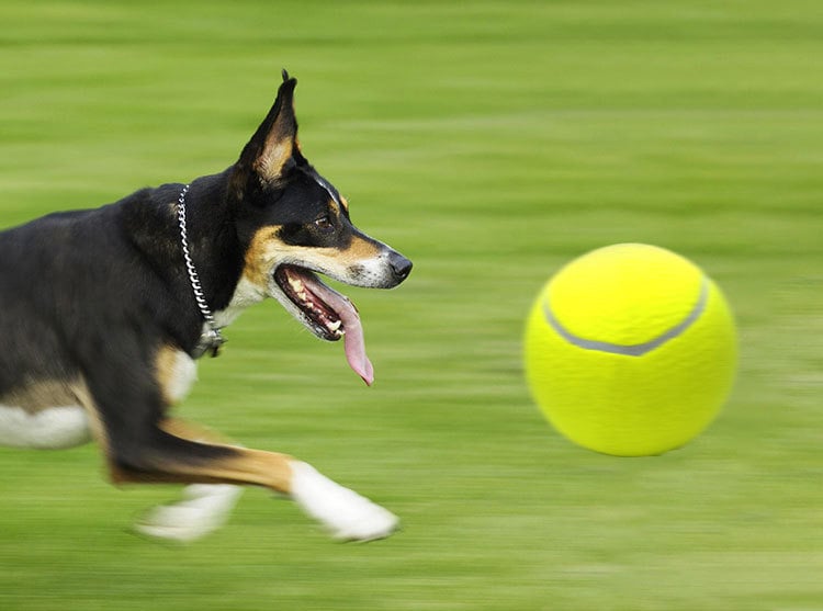 🔥New Monster Tennis Ball