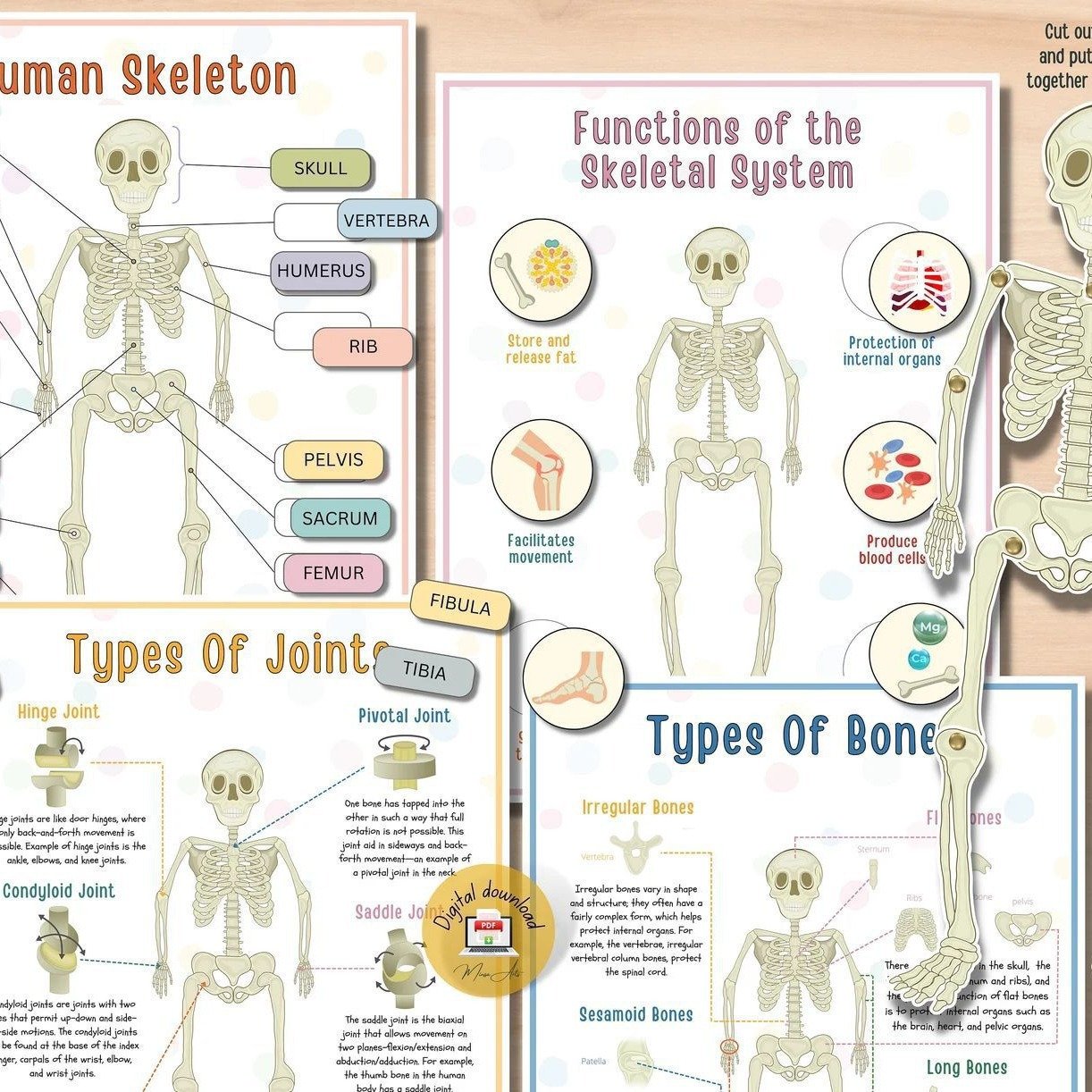 🔥HOT SALE 49%OFF🎁Body Organs Busy Book For Kids